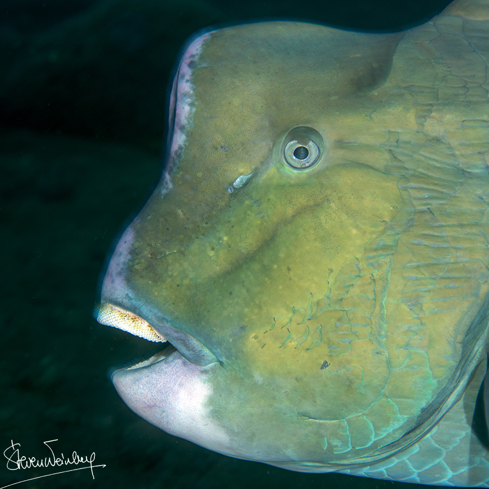 Jeu de courbes pour ce poisson-perroquet à bosse / Curves all over for this bumphead parrotfish
