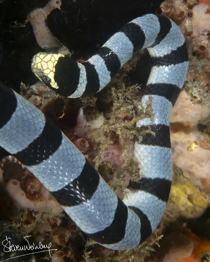 Serpent de mer ‘tricot rayé’ / Banded sea snake
