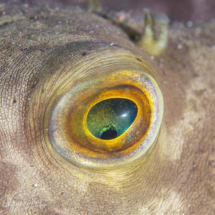 Œil de poisson-ballon / Pufferfish eye