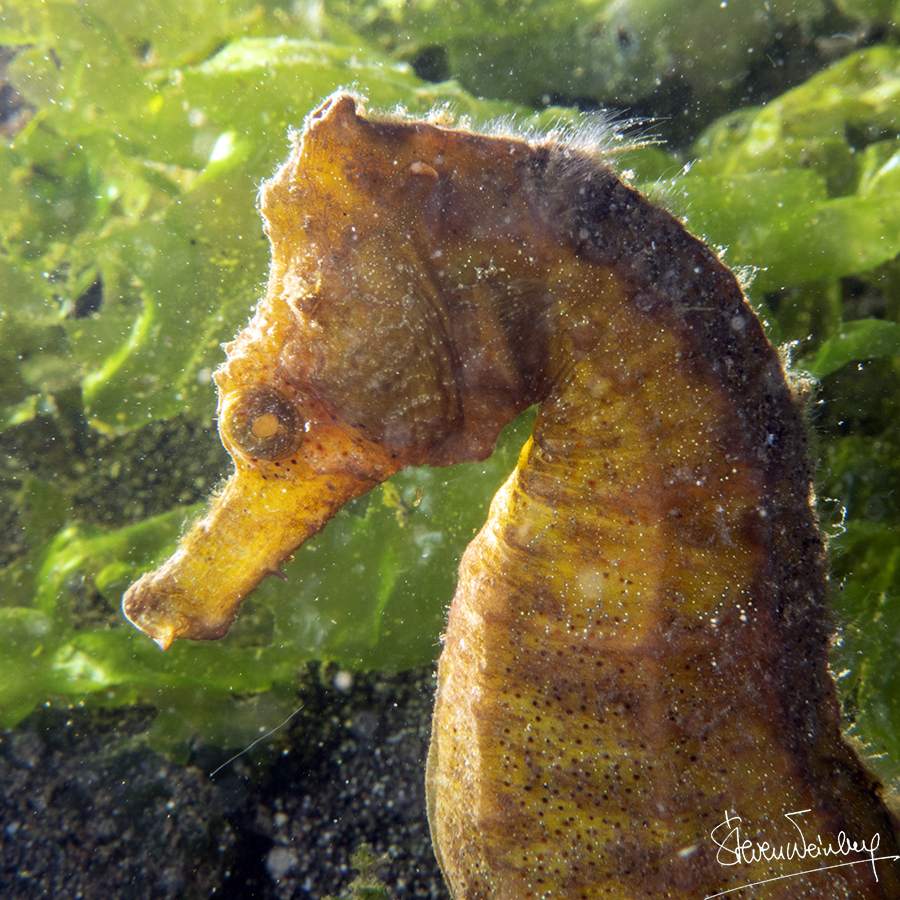 Cet hippocampe (Hippocampus kuda) a l'air plutôt serein / This seahorse (Hippocampus kuda) seems rather relaxed