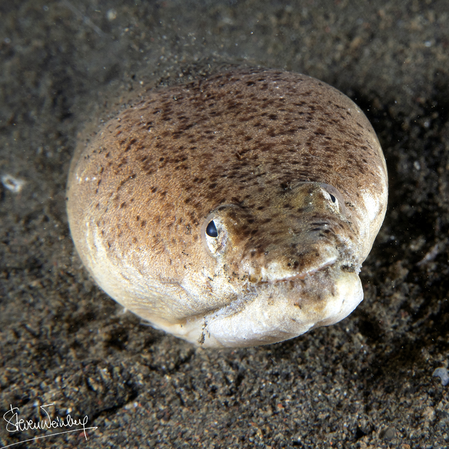 Une anguille-serpent à l'affût dans le sable / A snake eel awaiting its prey in the sand