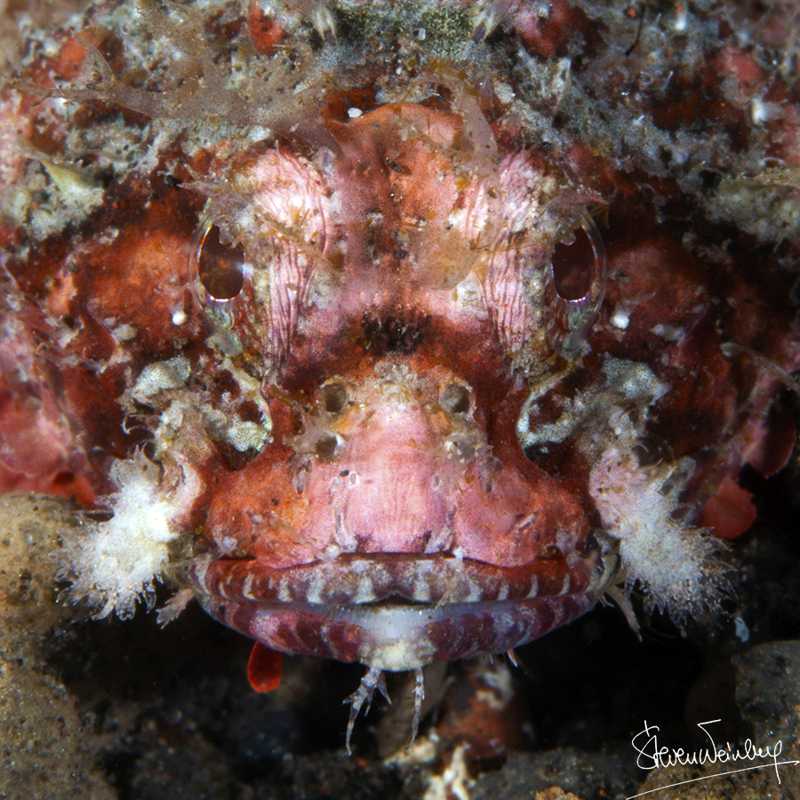 Une rascasse de la série des ‘vieux grognons’ / A grim-looking scorpionfish belonging to the ‘grumpy old men’