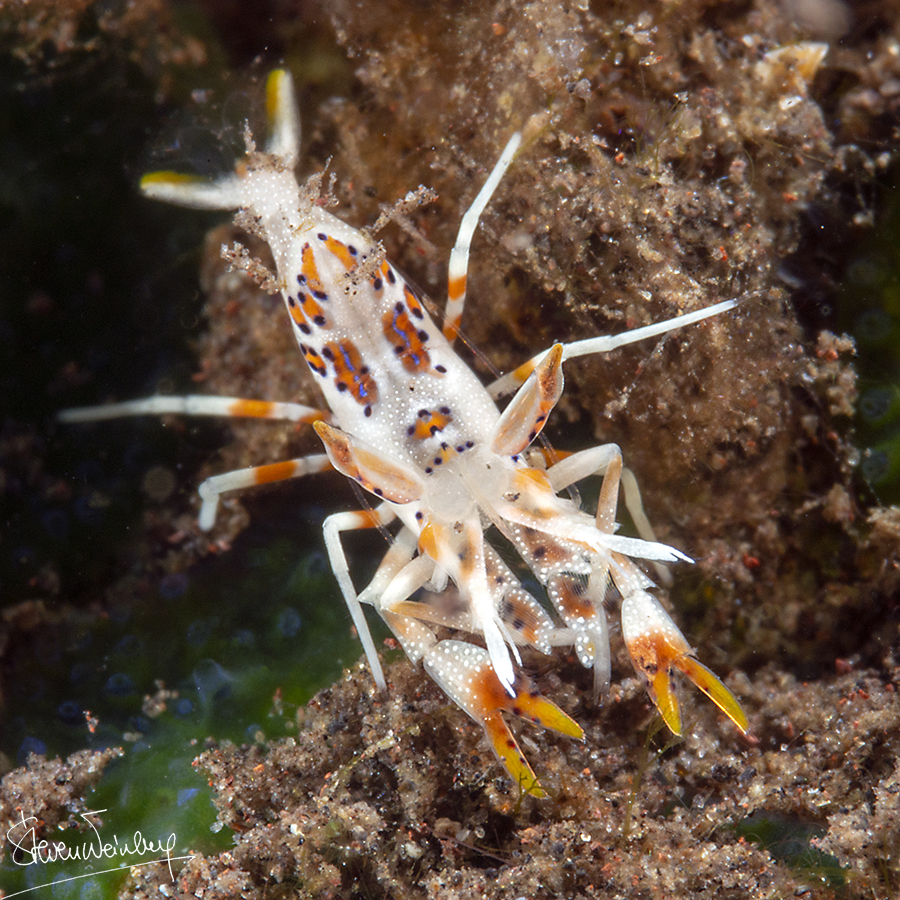 Crevette-tigre / Tiger shrimp