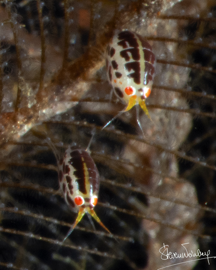 Amphipode coccinelle (2-3 mm) / Ladybug amphipod (2-3 mm)
