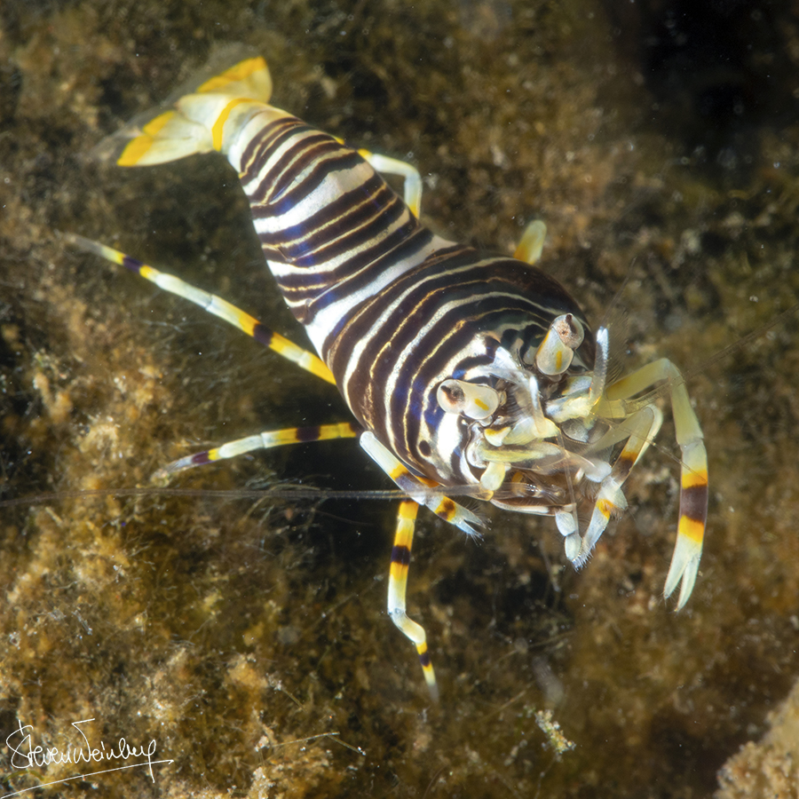 Crevette-bourdon / Bumblebee shrimp