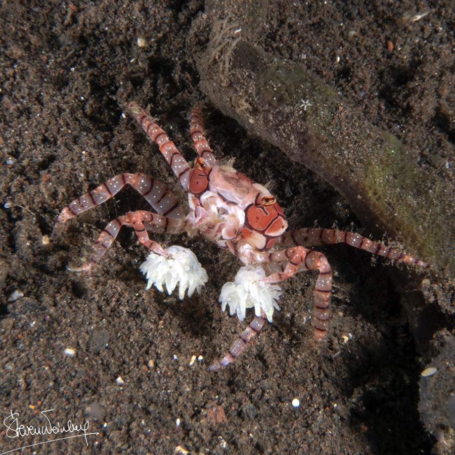 Le crabe pom- pom girl tient une petite anémone dans chaque pince Le crabe et se sert des tentacules pour capturer ses proies. Menacé, il les agite, façon « pom- pom girl », pour tenir ses prédateurs à l’écart, rare exemple d’utilisation d’un « outil » chez un invertébré. / / Boxer crab, mosaic boxer crab, pom-pom crab, mosaic anemone crab (EN). 