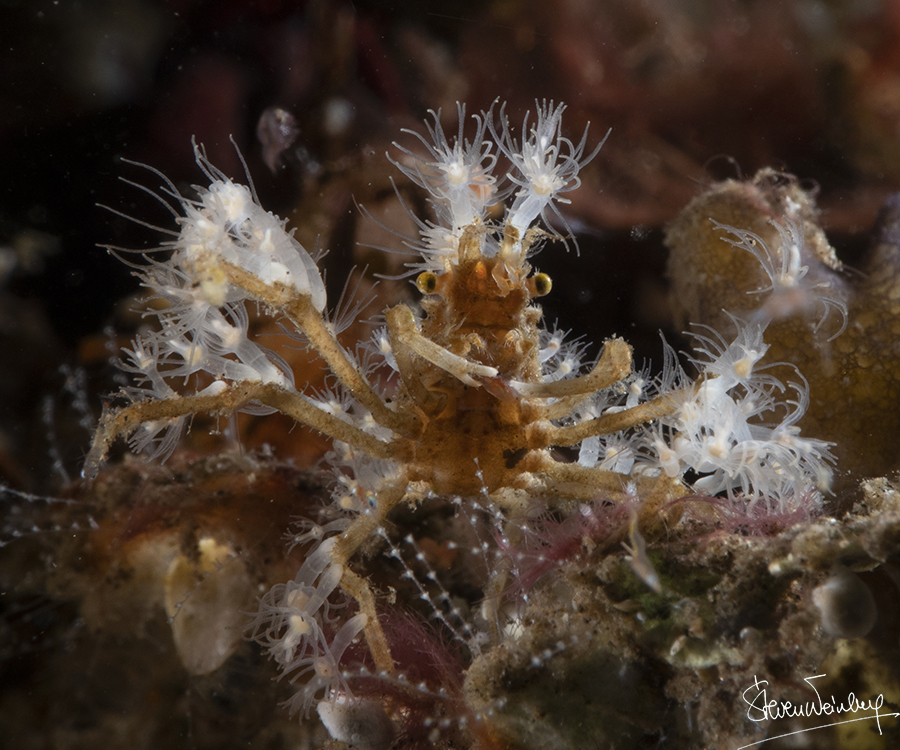 Cette petite ‘araignée de mer’ (un crabe) s'est décoré d'hydraires urticants pour se protéger. / This little 'sea spider' (a crab) has adorned itself with urticating hydrozoans to protect itself.