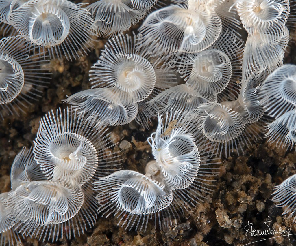 Le petit phoronidien fait partie du groupe peu observé des lophophoriens / The lesser horseshoe worm belongs to the rarely observed group of the lophophorates.