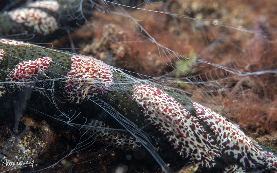 Il s'agit de cténophores sessiles, qui pêchent à l'aide de leurs tentacules ramifiés. / They are sessile ctenophores, which fish with their branched tentacles.