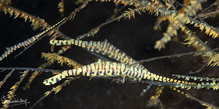 Ces crevettes Tozeuma miment le corail noir sur lequel elles sont perchées. / These Tozeuma shrimps mimic the black coral on which they are perched.