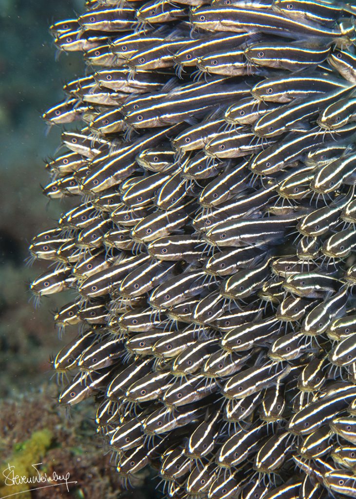 Ou ce banc serré de poissons-chats juvéniles. / Or this dense school of juvenile catfish.