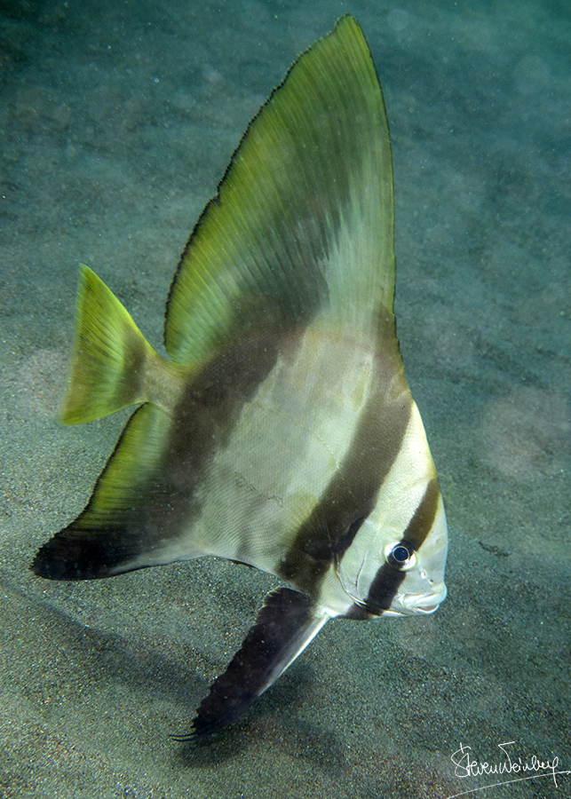 Un platax orbiculaire adulte… / An adult orbicular batfish…