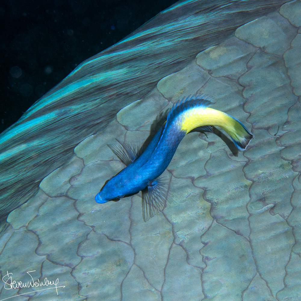 Un labre nettoyeur s'affairant sur les énormes écailles d'un poisson-perroquet à bosse. / A cleaner wrasse busy with the enormous scales of a bumphead parrotfish. 