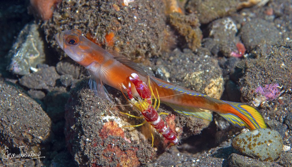 Une symbiose spectaculaire : la cohabitation entre une crevette et un gobie. / A spectacular symbiosis: the partnership between a shrimp and a goby. 