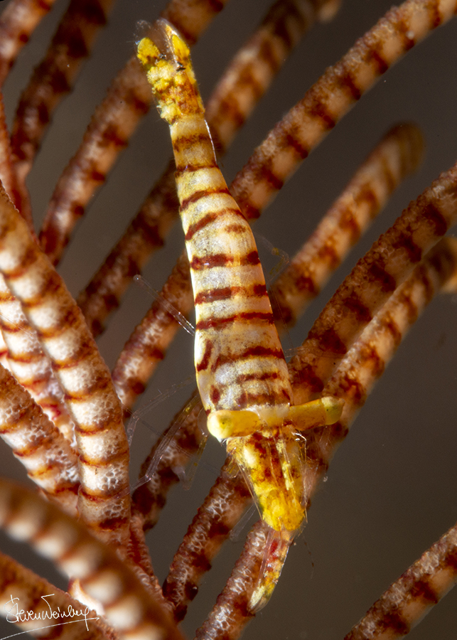 Même technique dse camouflage pour cette crevette vivant dans une comatule. / Same camouflage technique for this shrimp living in a feather star.