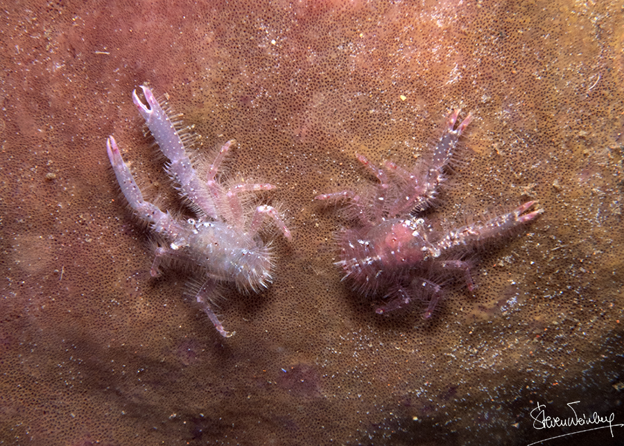 Ces deux galathées ont la même couleur que l'éponge sur laquelle elles vivent. / These squat lobsters have the same colour as the sponge upon which they live.