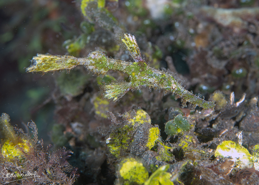 Le poisson-fantôme des halimèdes mime les algues éponymes. / The halimeda ghost pipefish blends in with the eponymous algae.