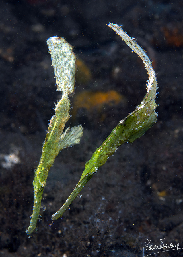 Beaucoup de poissons, comme ces poissons-fantôme, vivent en couple. / Many fish, like these ghost pipefish, live in pairs.