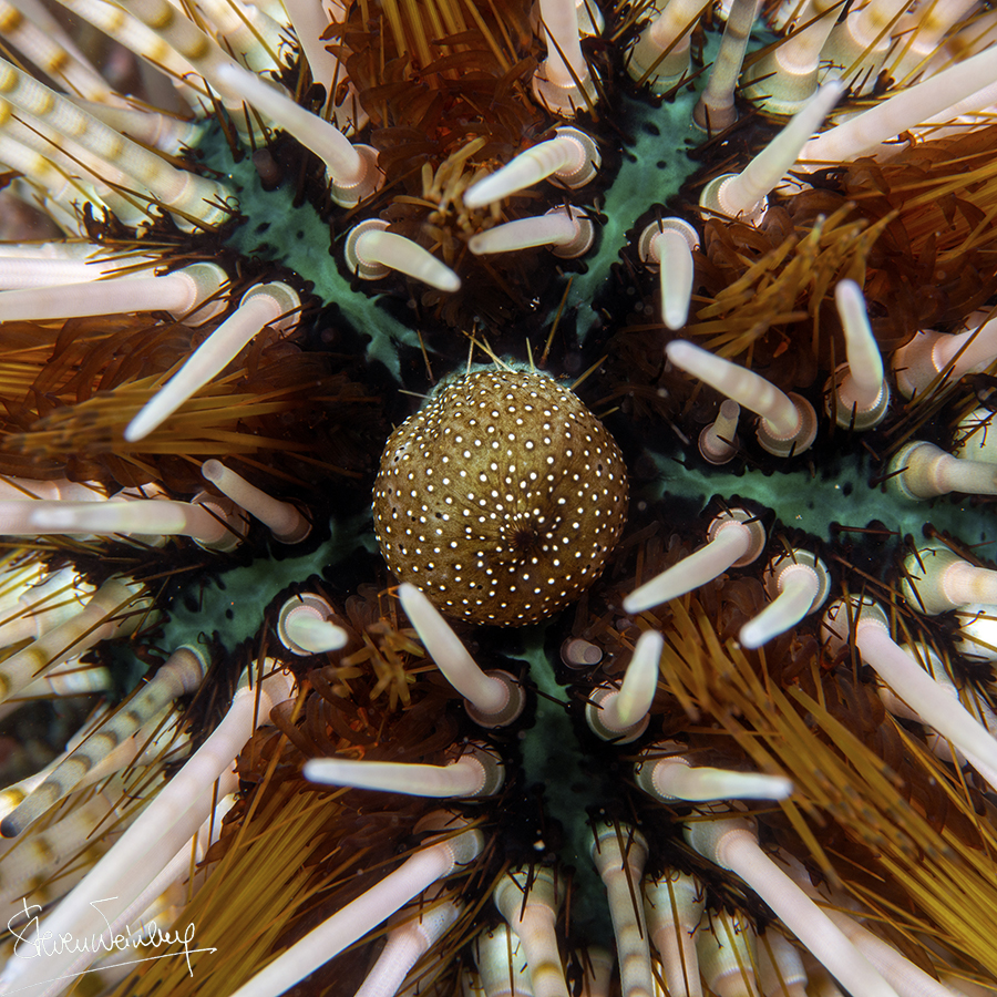 Oursin / Sea urchin