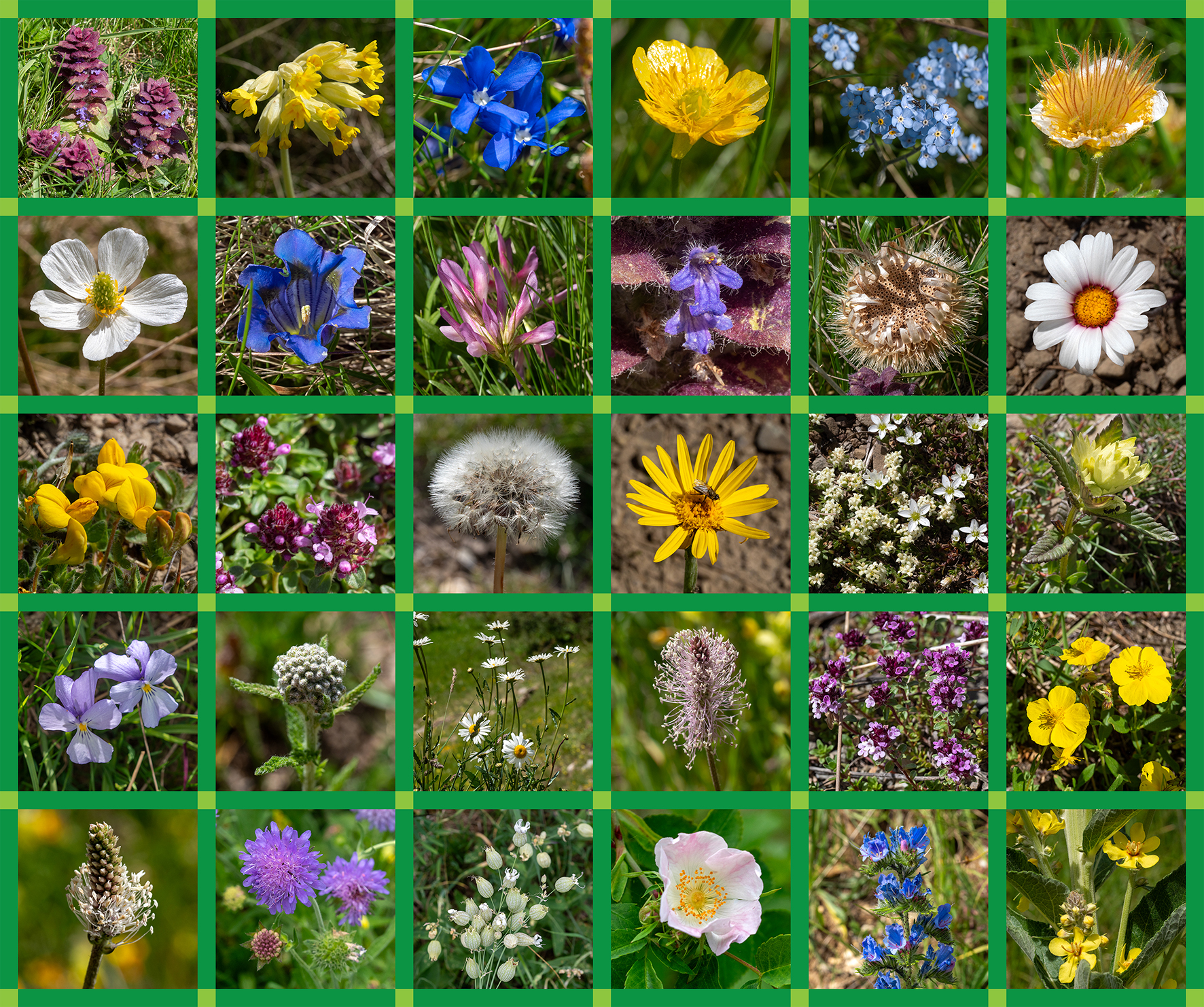 fleurs